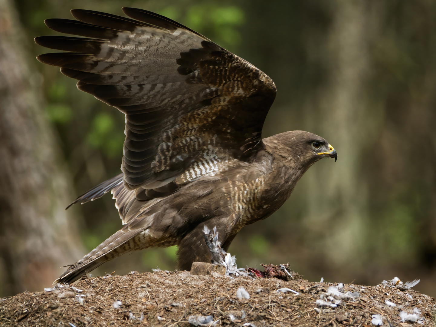 Mäusebussard