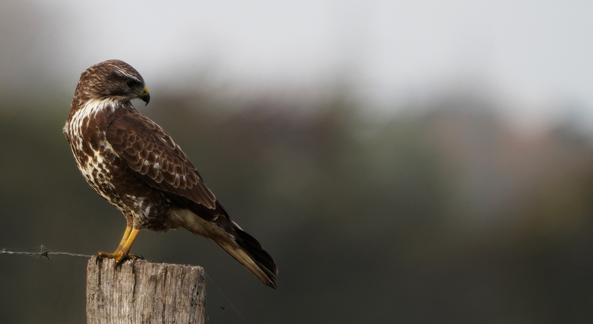 Mäusebussard.