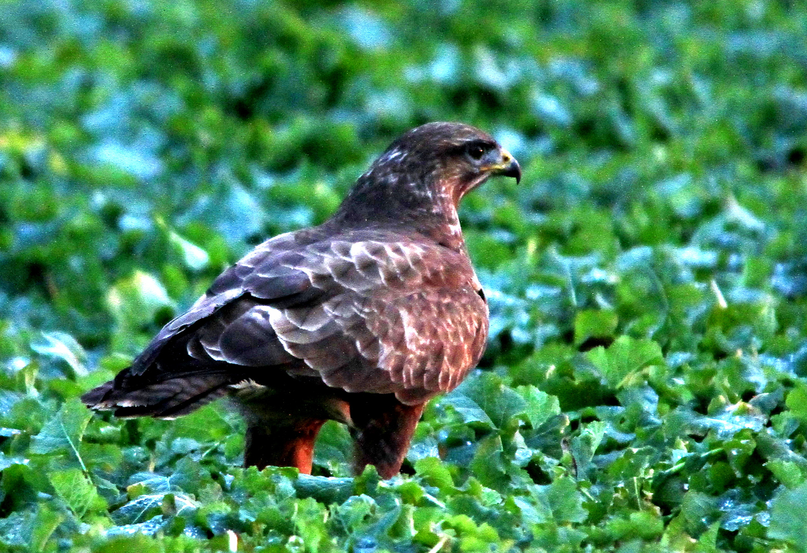 Mäusebussard