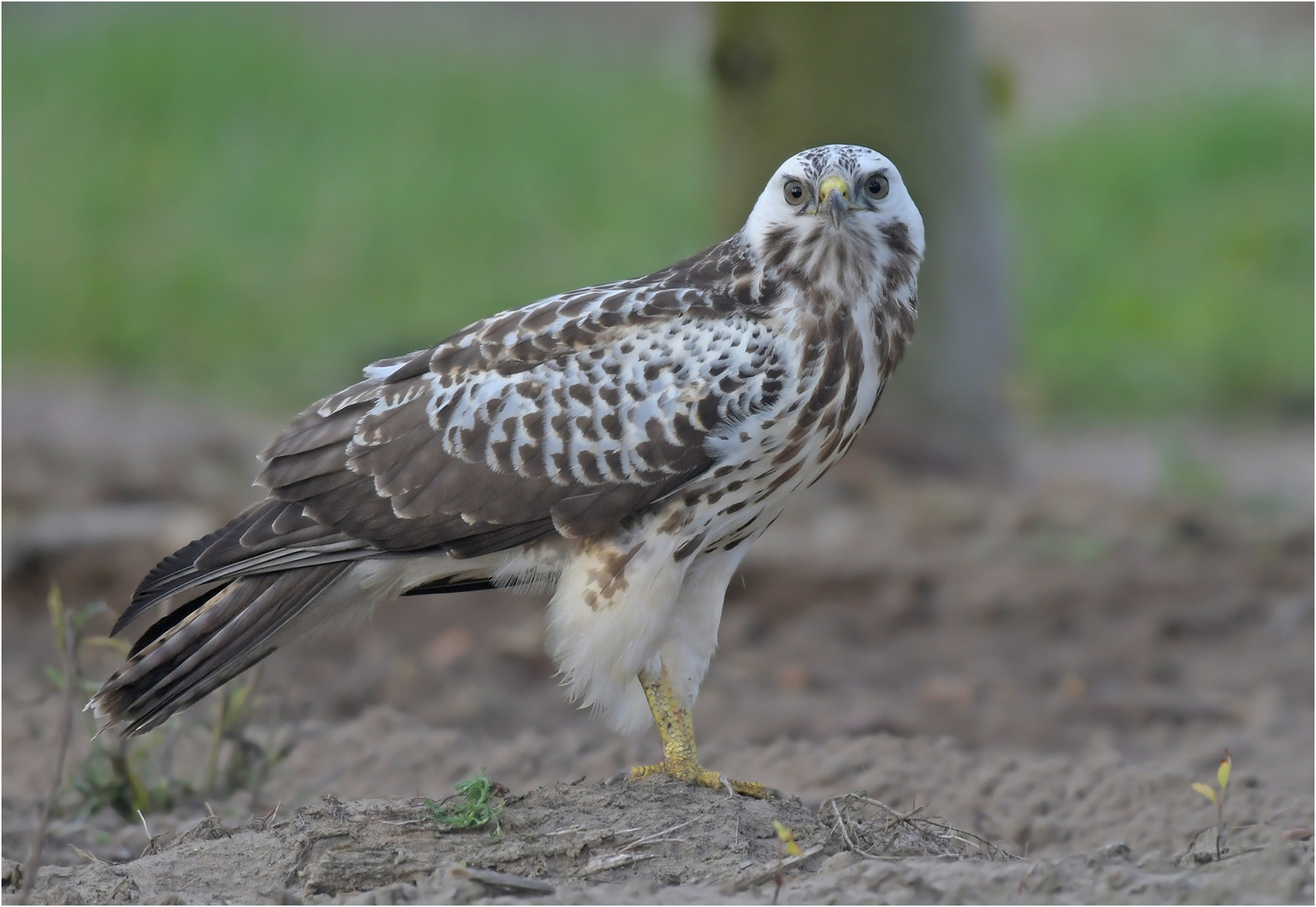 Mäusebussard