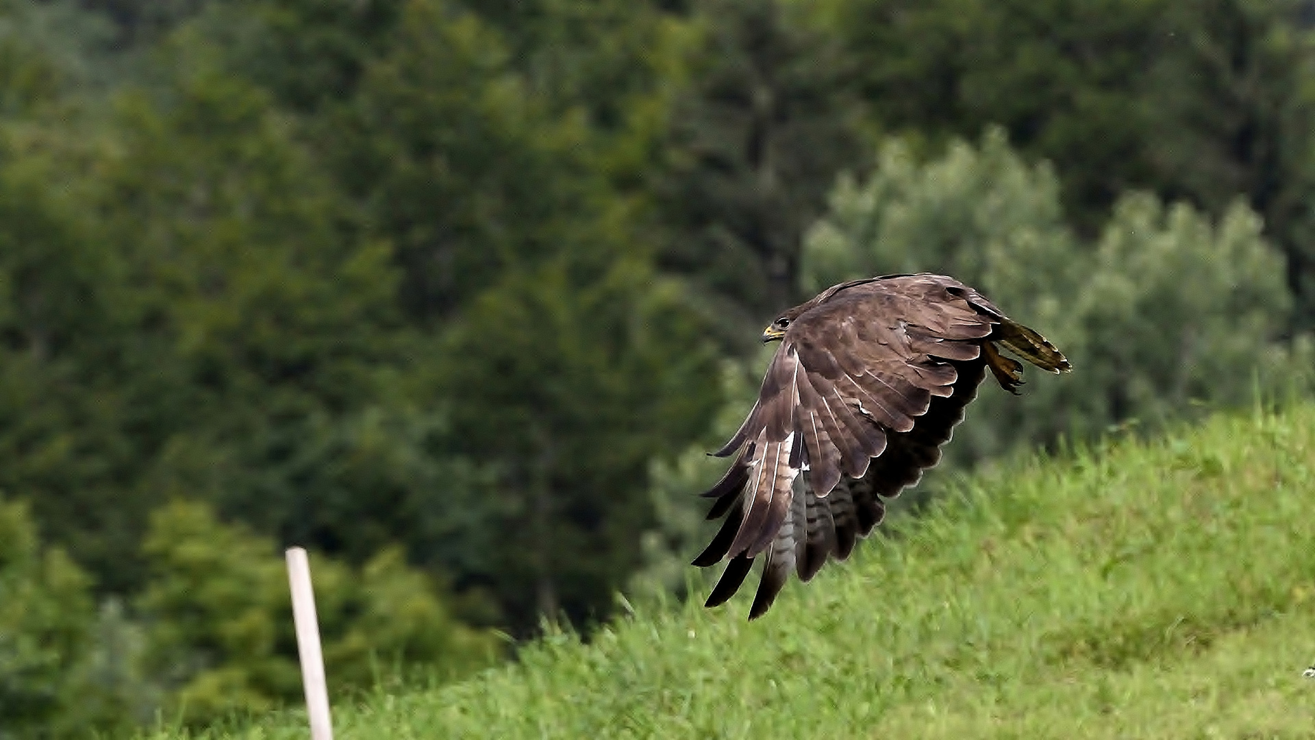 Mäusebussard