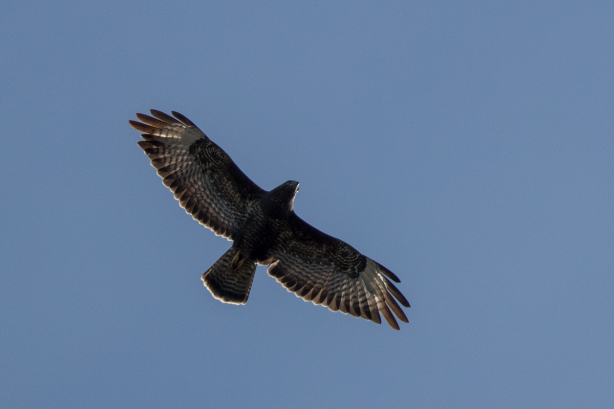 Mäusebussard