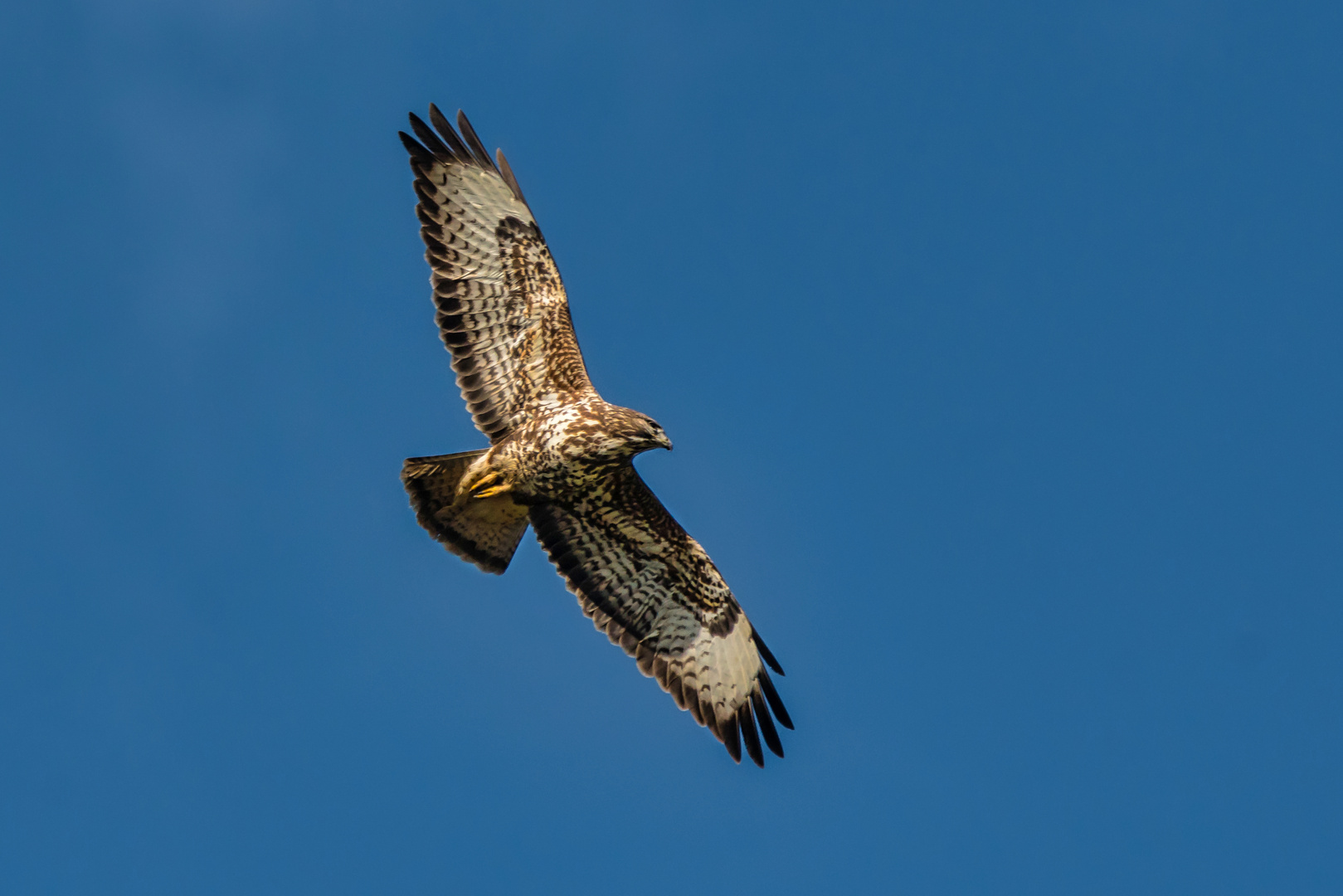 Mäusebussard