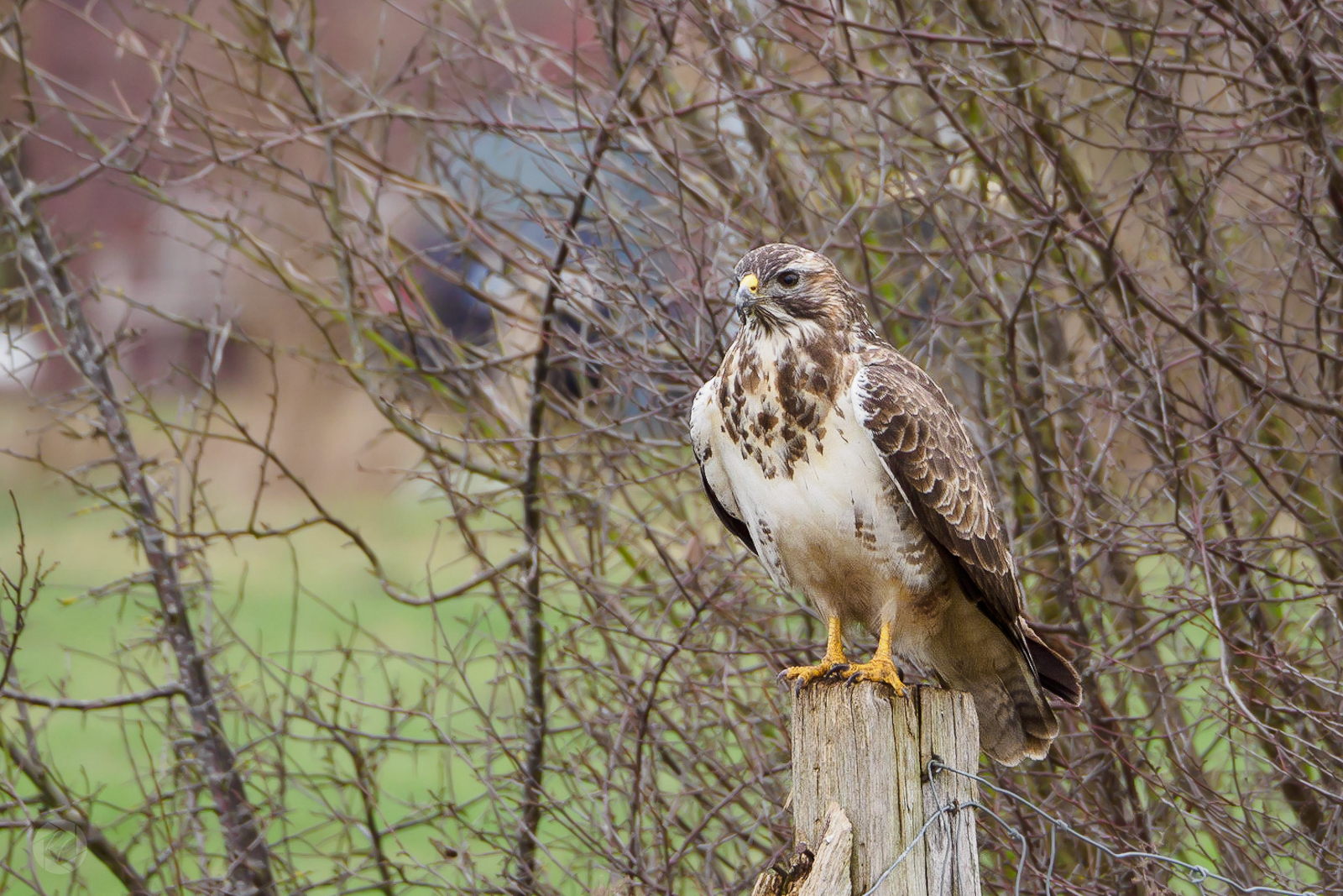 Mäusebussard 