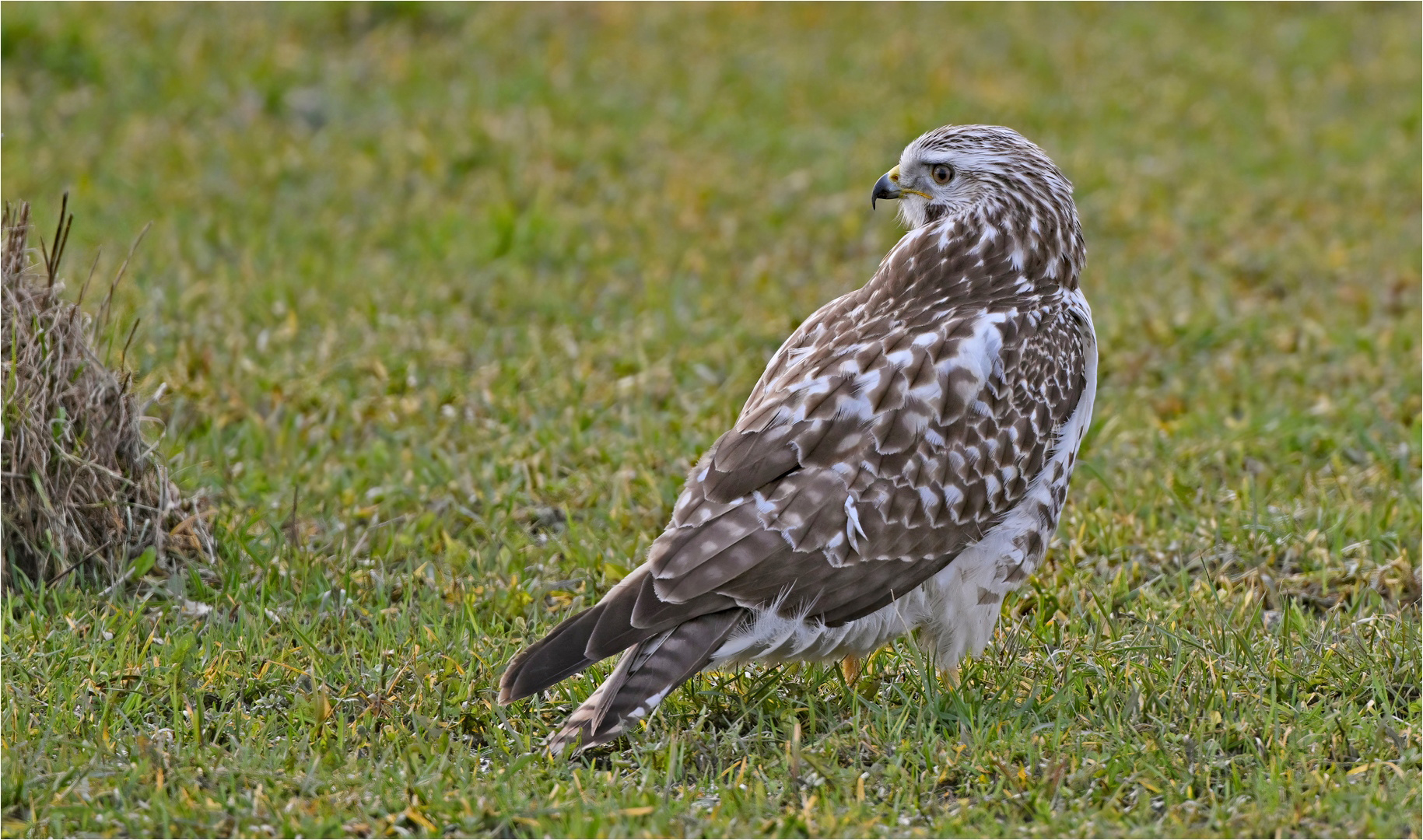 Mäusebussard