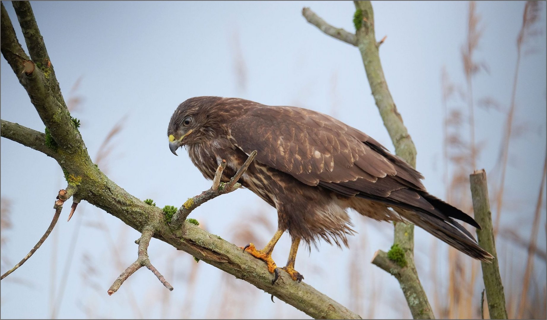 Mäusebussard