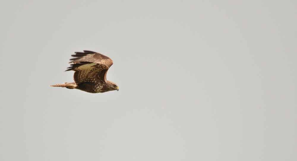 Mäusebussard (1)