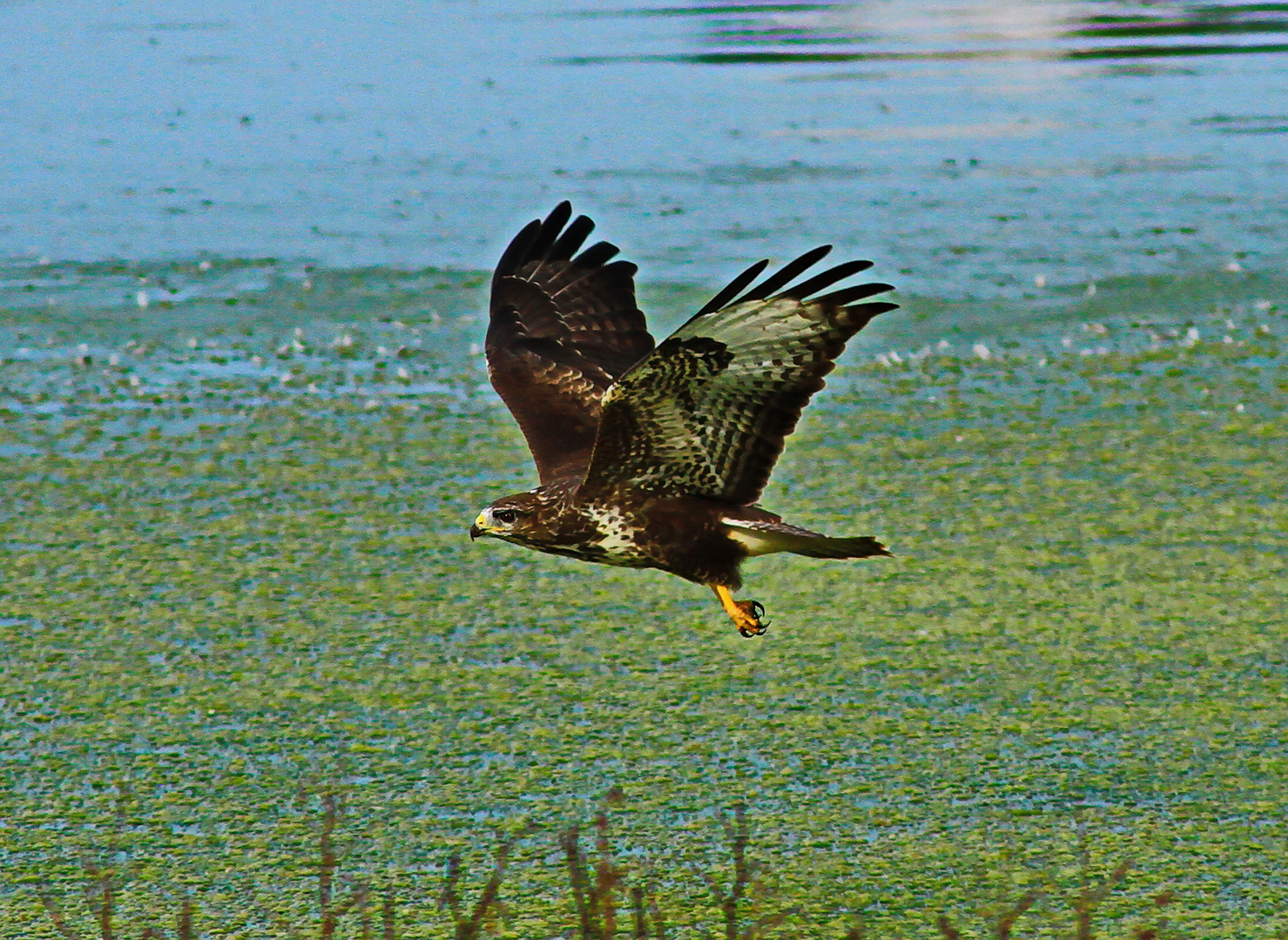 Mäusebussard 1