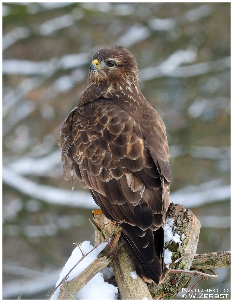 - Mäusebussard 1, an seinem Lupderplatz - ( Buteo buteo )