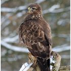 - Mäusebussard 1, an seinem Lupderplatz - ( Buteo buteo )