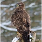 - Mäusebussard 1, an seinem Lupderplatz - ( Buteo buteo )