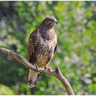 --- Mäusebussard 1 --- ( Buteo buteo )