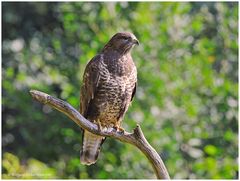 --- Mäusebussard 1 --- ( Buteo buteo )