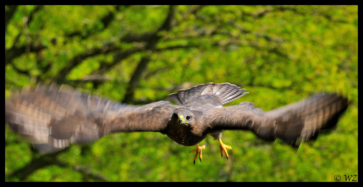 - Mäusebussard 1 - ( Buteo buteo )