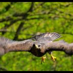 - Mäusebussard 1 - ( Buteo buteo )