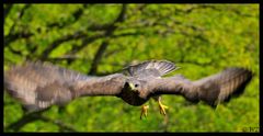 - Mäusebussard 1 - ( Buteo buteo )