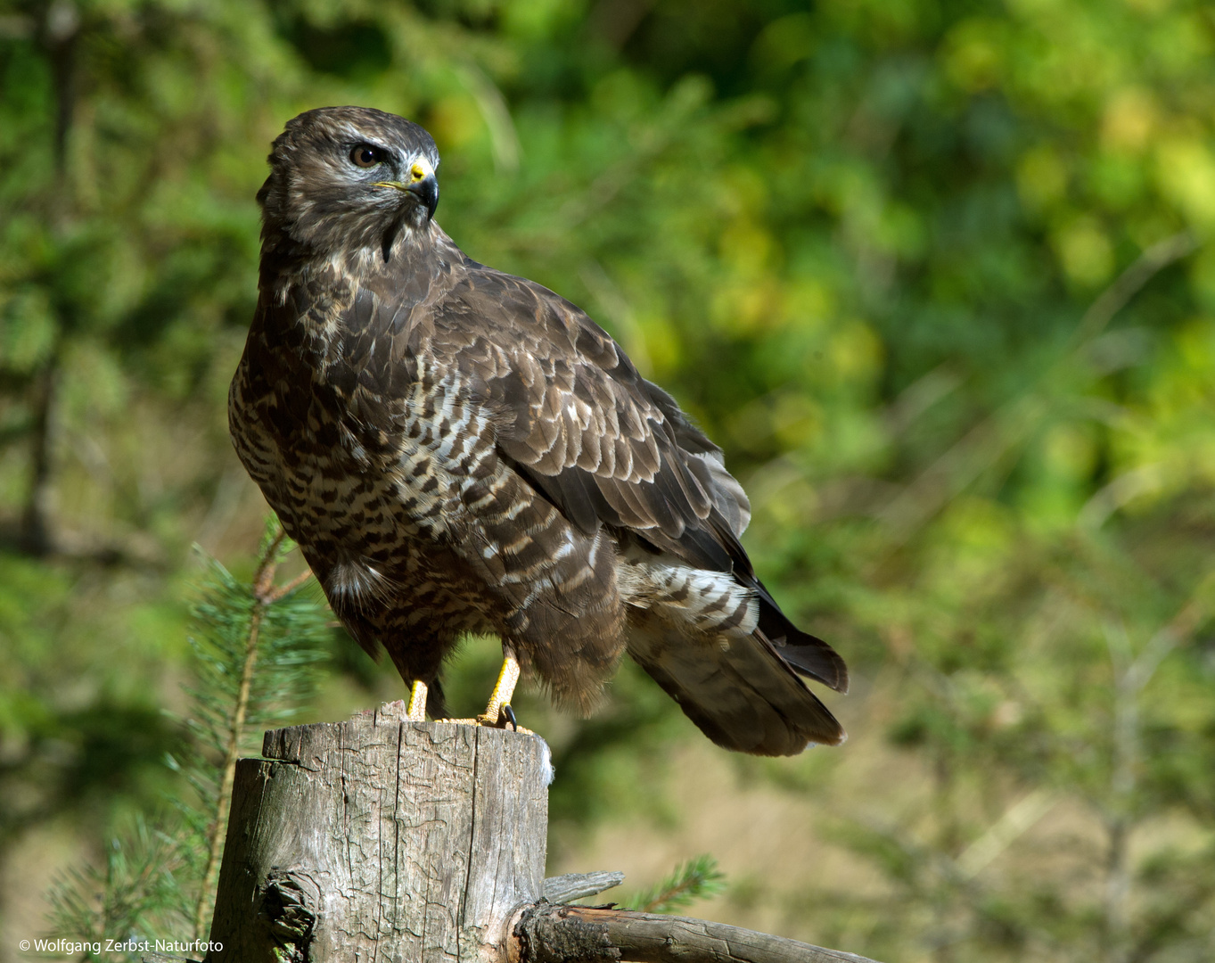 --- Mäusebussard 1 ---   ( Buteo buteo )