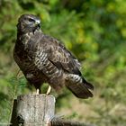 --- Mäusebussard 1 ---   ( Buteo buteo )