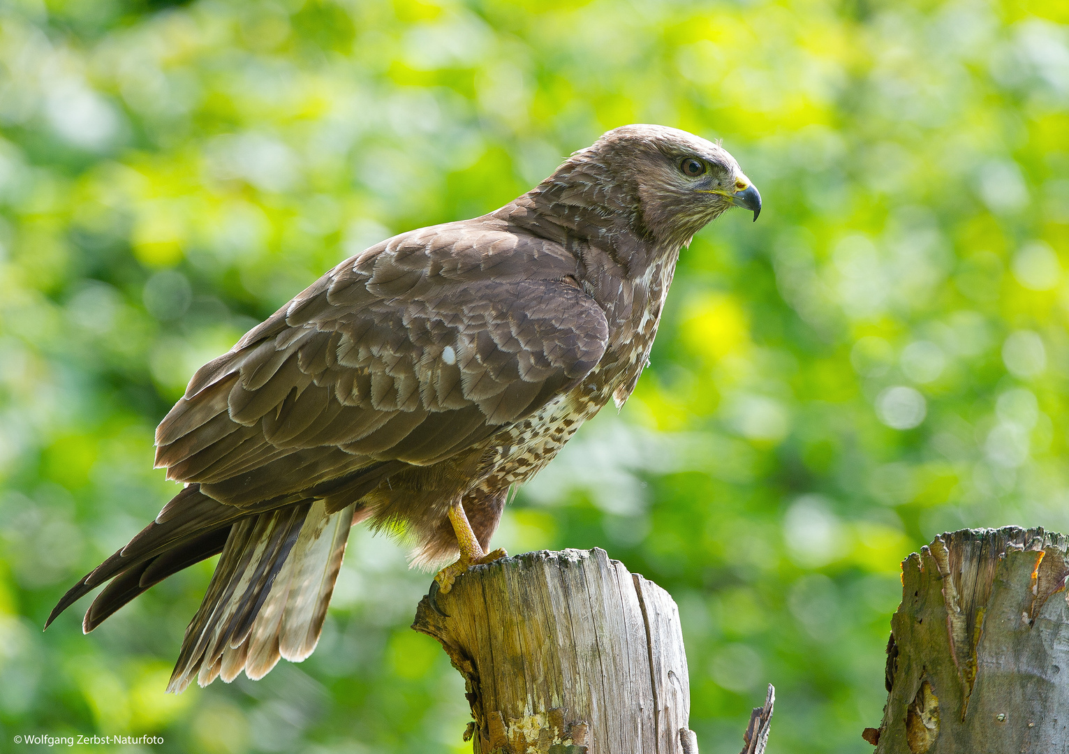 --- Mäusebussard 1 ---       ( Buteo buteo )