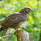 --- Mäusebussard 1 ---       ( Buteo buteo )