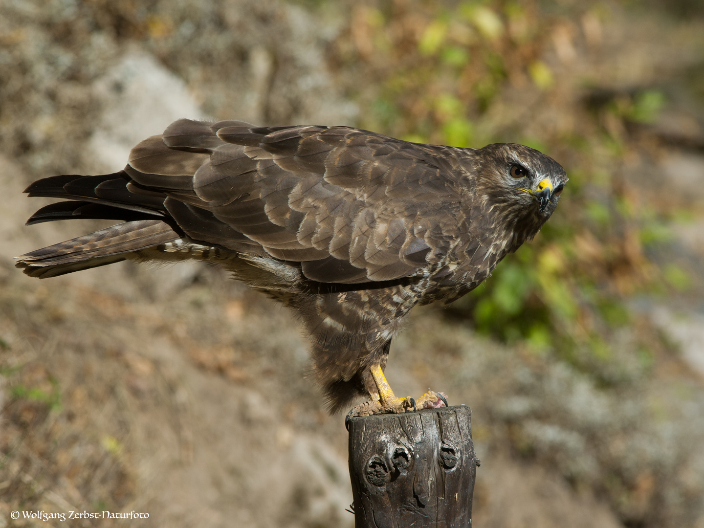 --- Mäusebussard 1---     ( Buteo buteo )