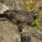 --- Mäusebussard 1---     ( Buteo buteo )