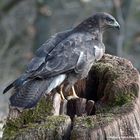 --- Mäusebussard 1 ---   ( Buteo buteo )