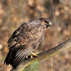 --- Mäusebussard 1 ---    ( Buteo buteo )