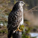 --- Mäusebussard 1 ---    ( Buteo buteo )