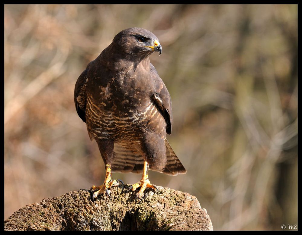 - Mäusebussard 1 - ( Buteo buteo )