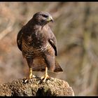 - Mäusebussard 1 - ( Buteo buteo )