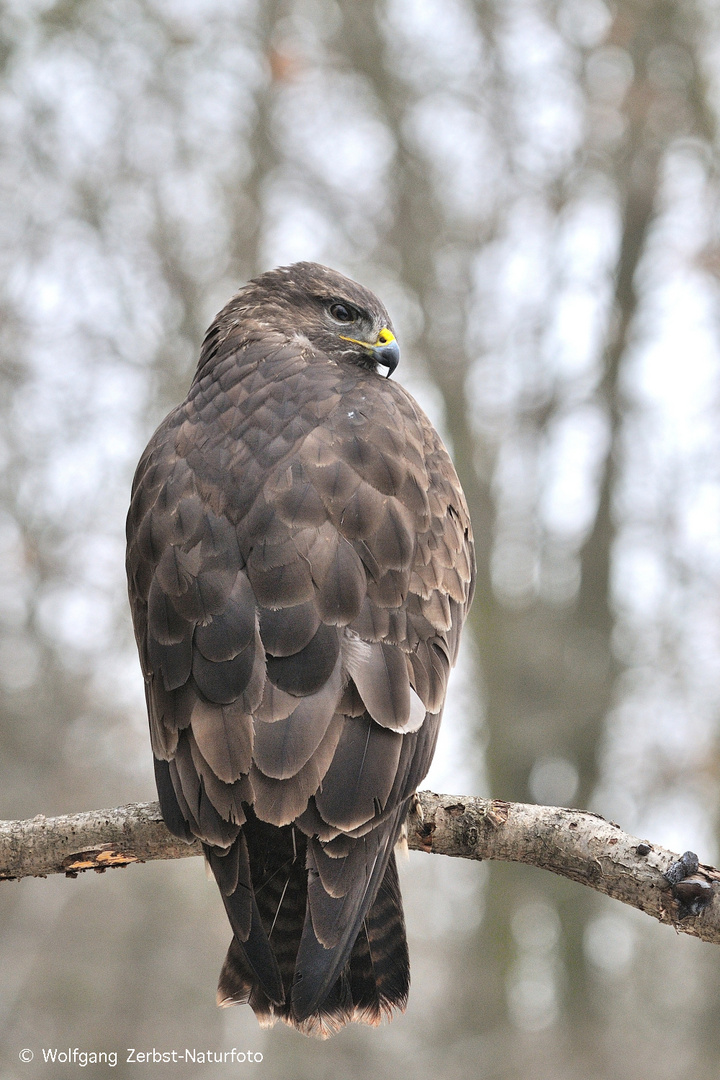 --- Mäusebussard 1 ---  (  Buteo buteo )