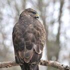 --- Mäusebussard 1 ---  (  Buteo buteo )