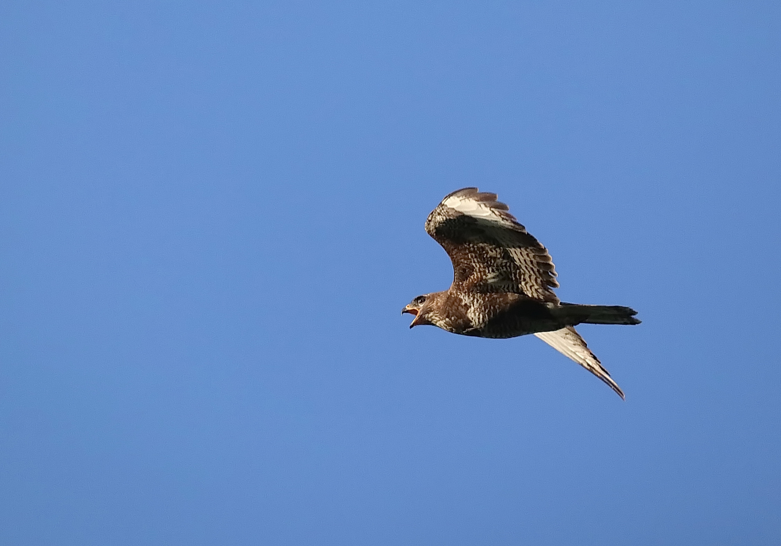 Mäusebussard 1