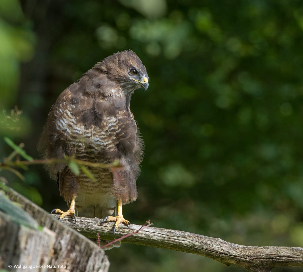 --- Mäusebussard 1 ---