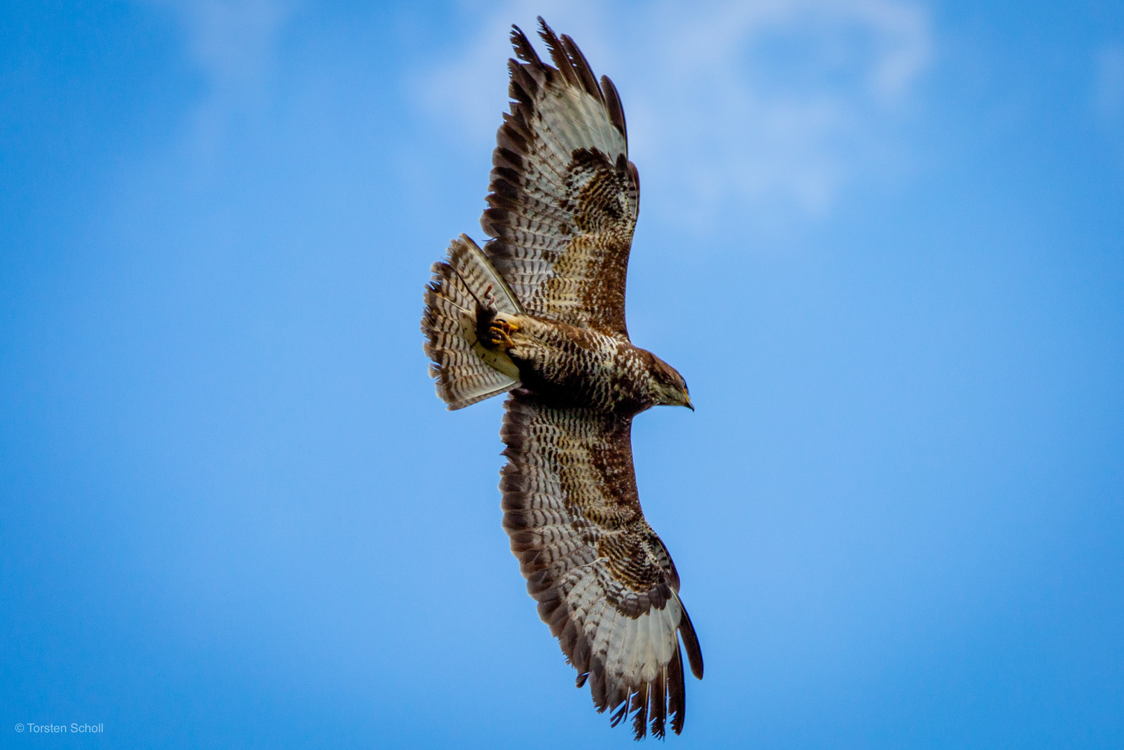 Mäusebussard 1 