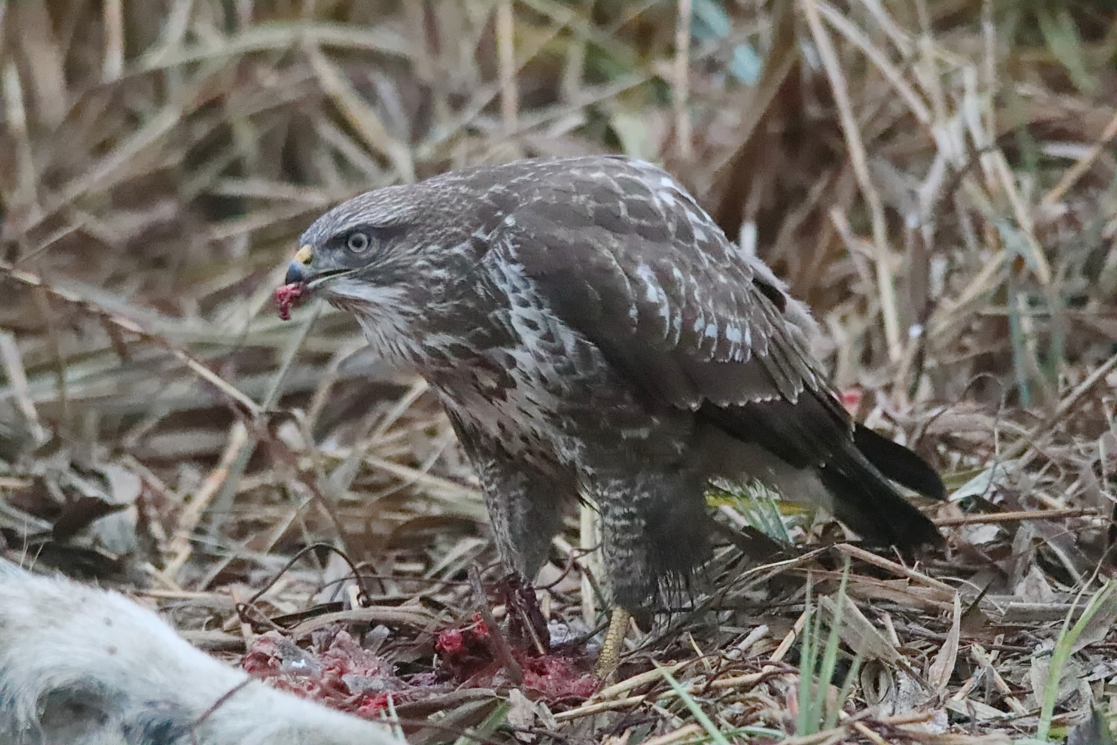 Mäusebussard 1