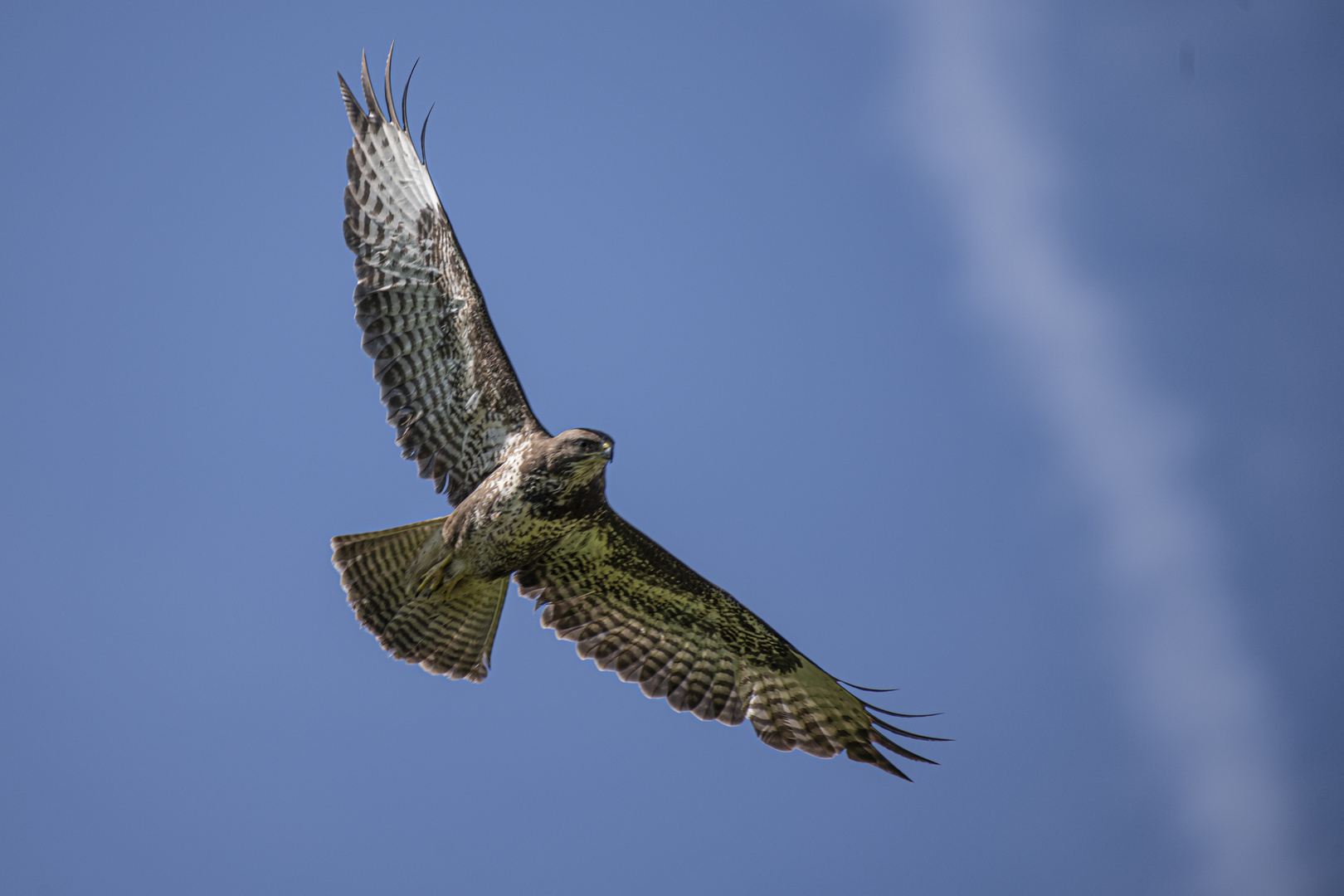 Mäusebussard (1 von 1)