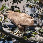 Mäusebussard 1 von 3