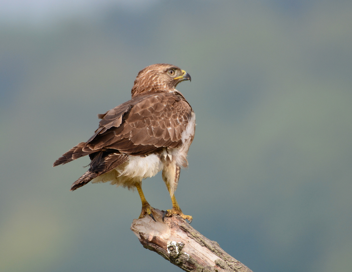 Mäusebussard