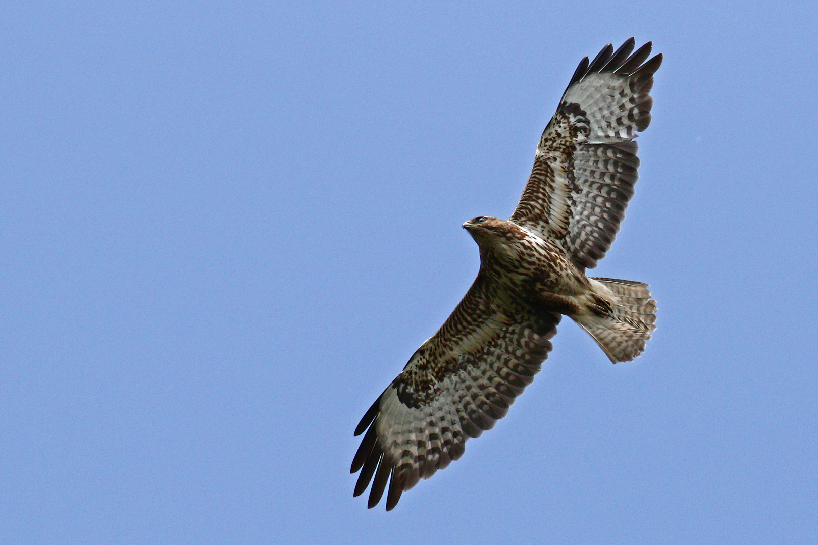 Mäusebussard