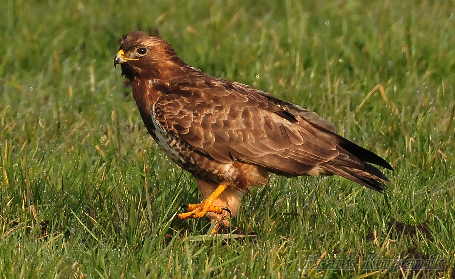 Mäusebussard