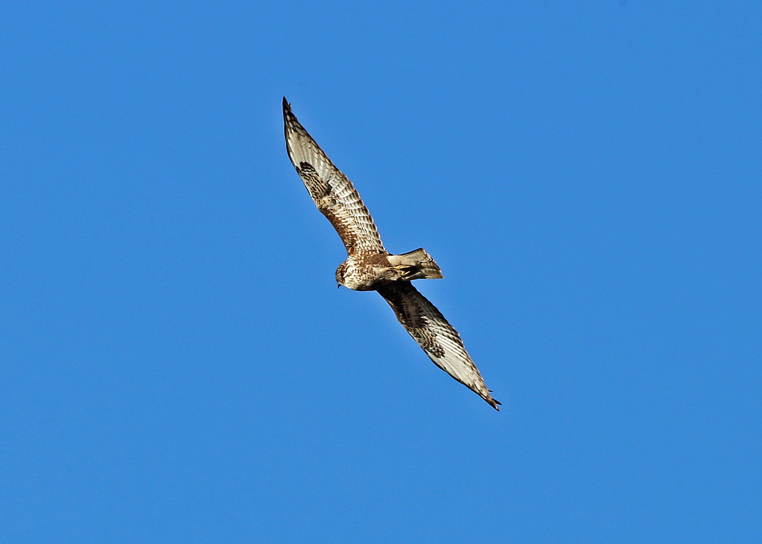 Mäusebussard