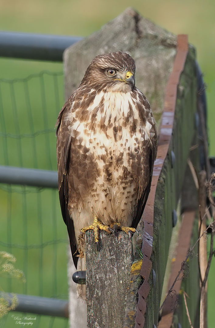 Mäusebussard