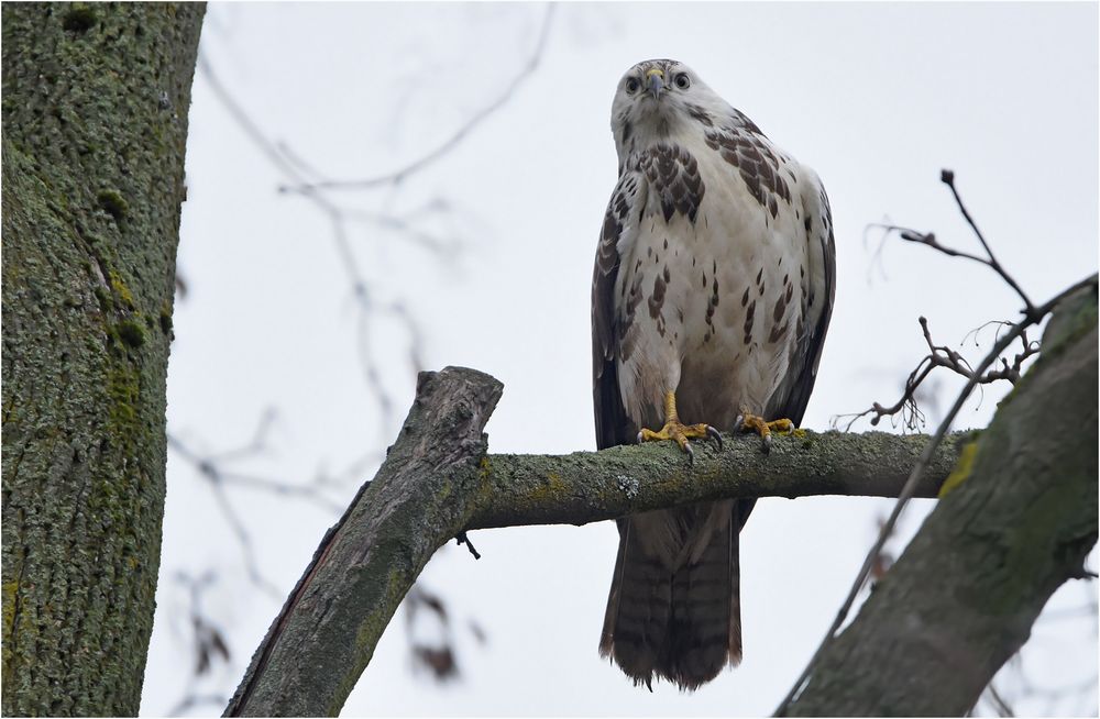 Mäusebussard