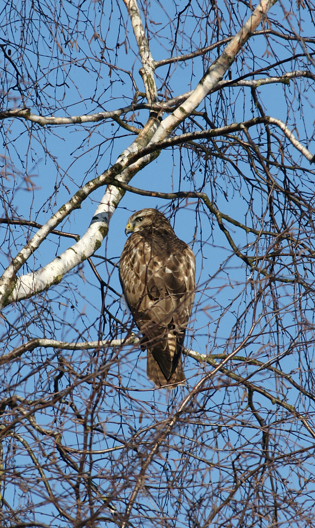 Mäusebussard