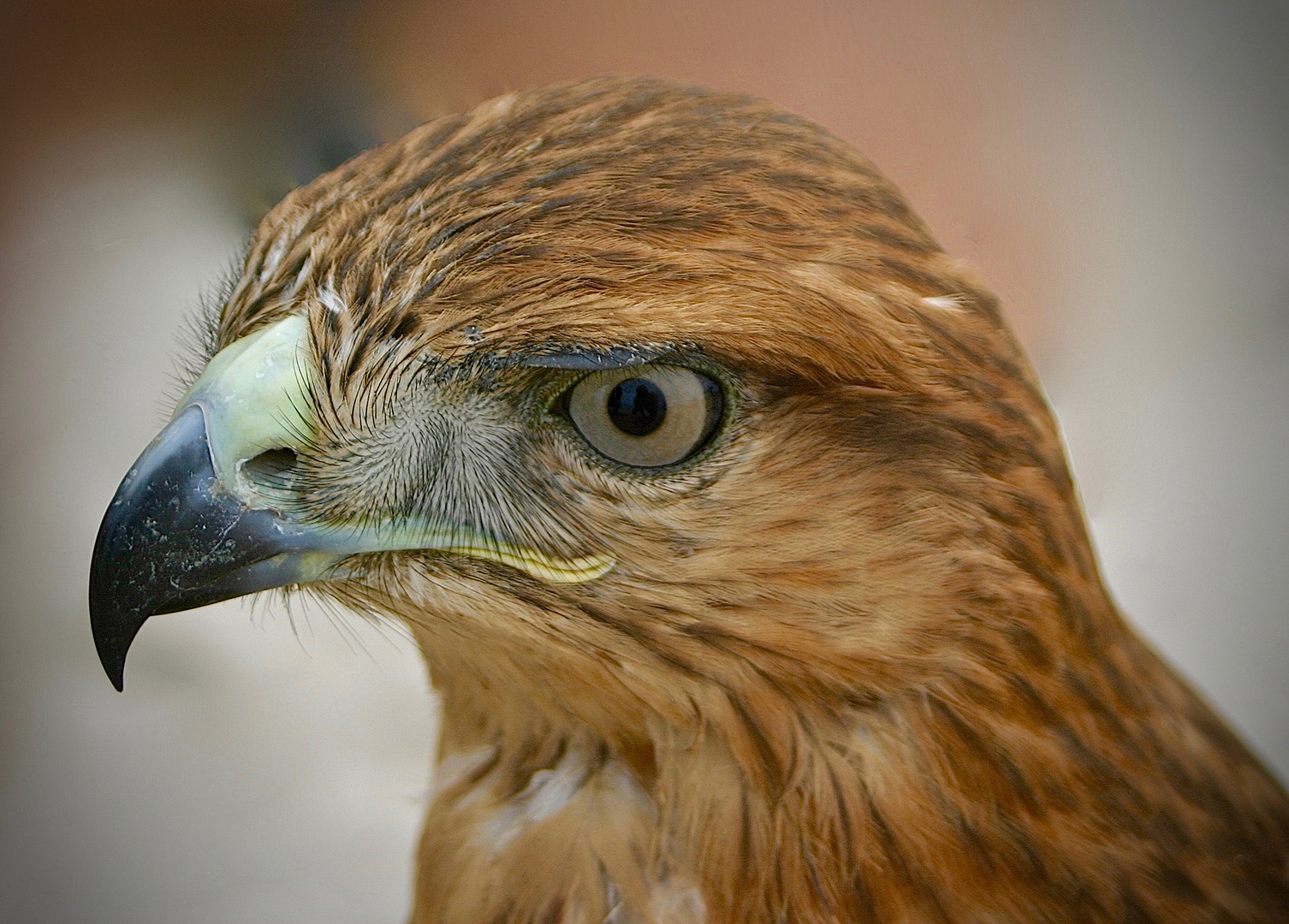 Mäusebussard