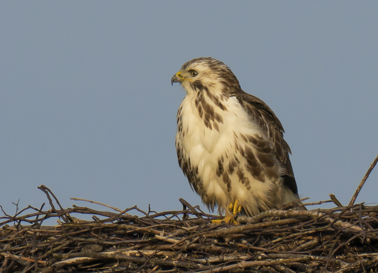 Mäusebussard