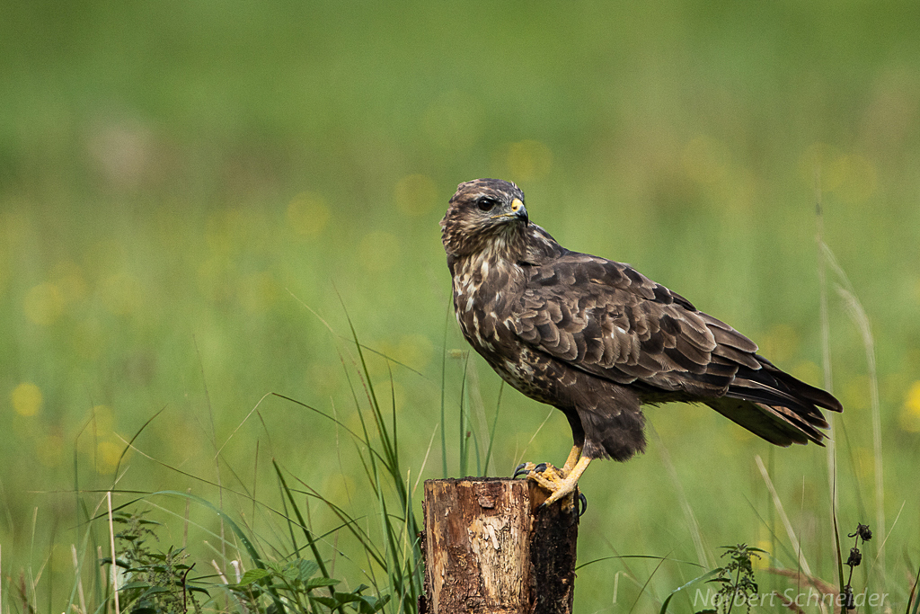 Mäusebussard