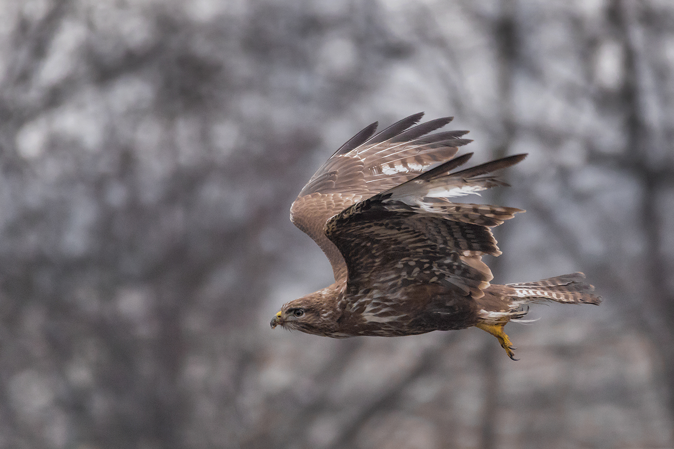 Mäusebussard